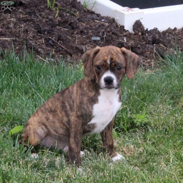 Tiger, Boston Terrier Mix Puppy